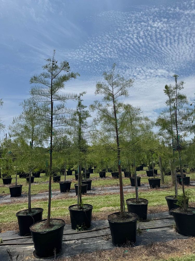 taxodium-ascendens-pond-cypress