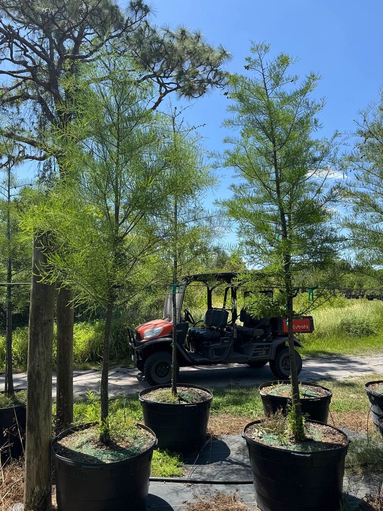 taxodium-ascendens-pond-cypress