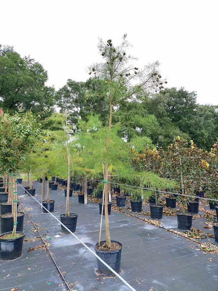 taxodium-ascendens-pond-cypress