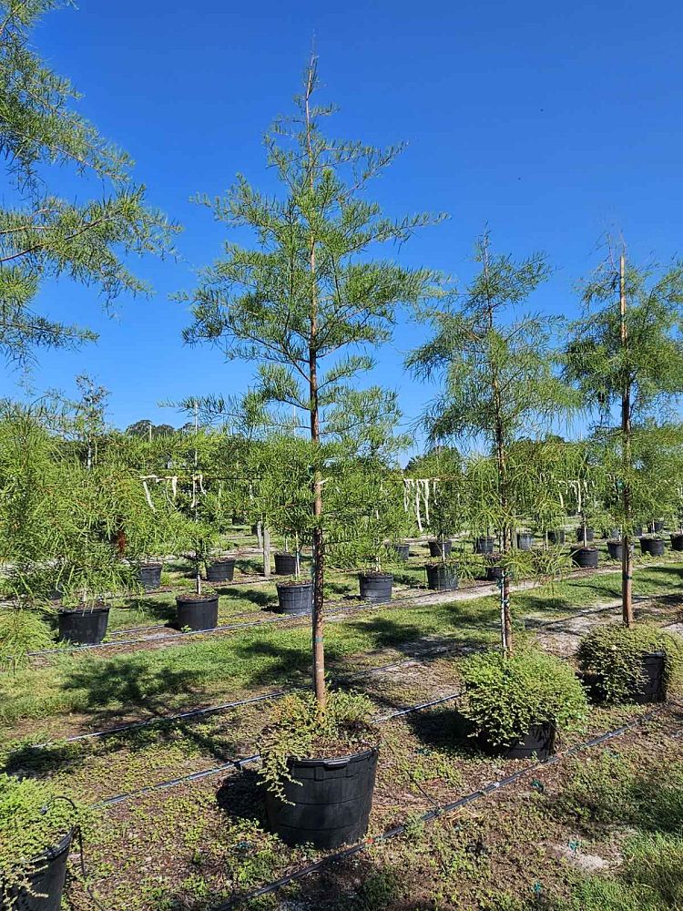 taxodium-ascendens-pond-cypress