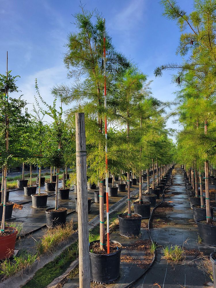 taxodium-ascendens-pond-cypress