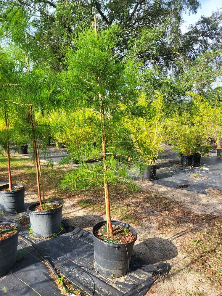 taxodium-ascendens-pond-cypress