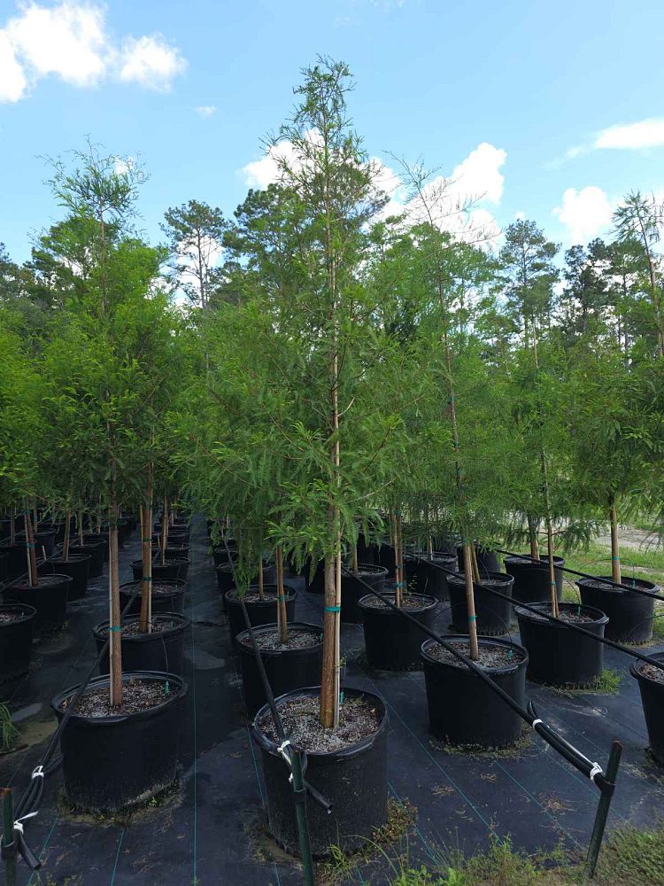 taxodium-ascendens-pond-cypress