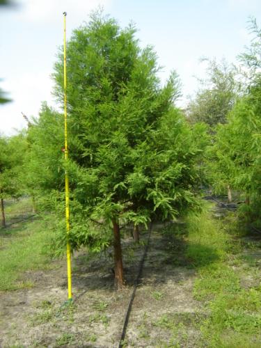 taxodium-distichum-bald-cypress