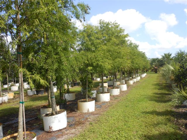 taxodium-distichum-bald-cypress