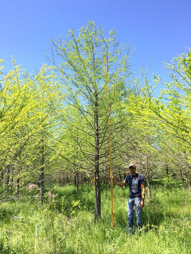 taxodium-distichum-bald-cypress