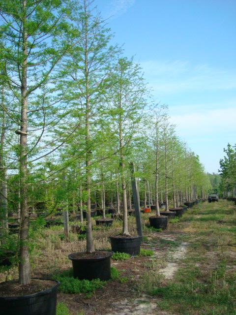 taxodium-distichum-bald-cypress