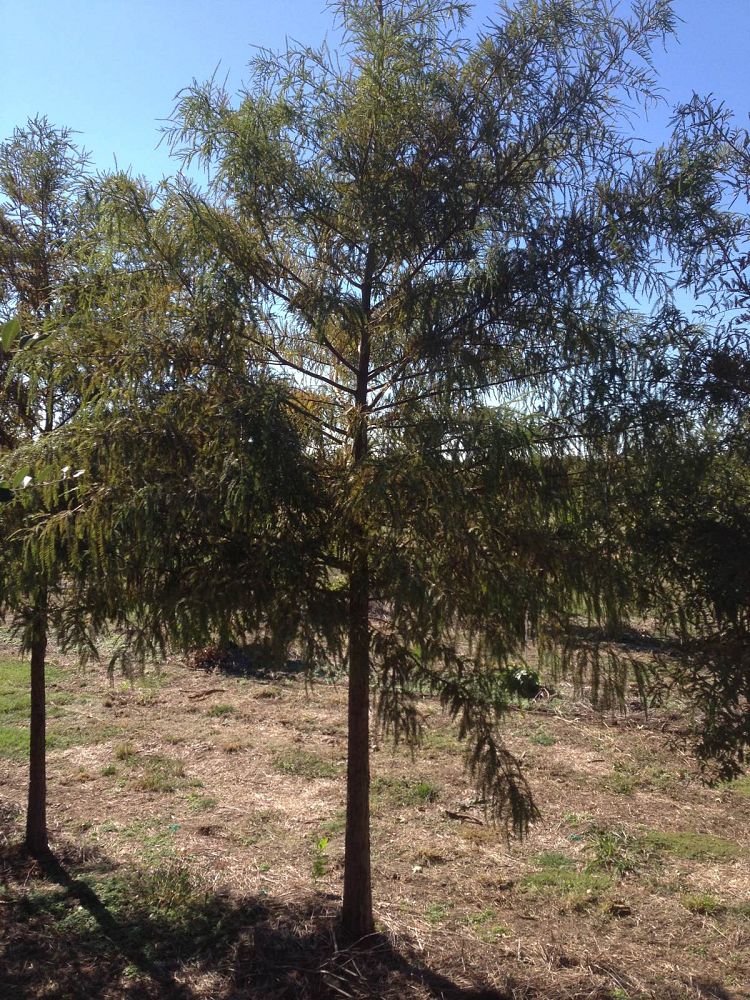taxodium-distichum-bald-cypress