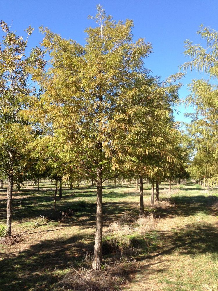 taxodium-distichum-bald-cypress