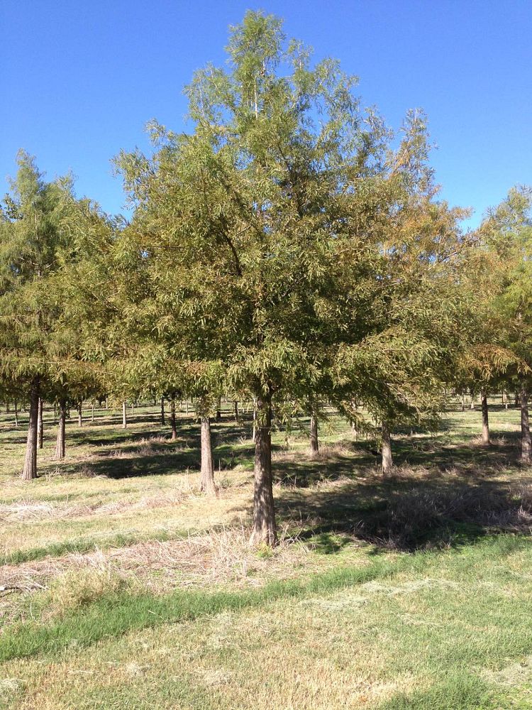 taxodium-distichum-bald-cypress