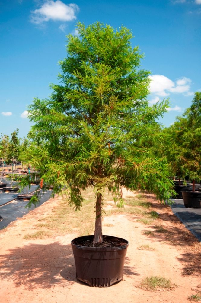 taxodium-distichum-bald-cypress