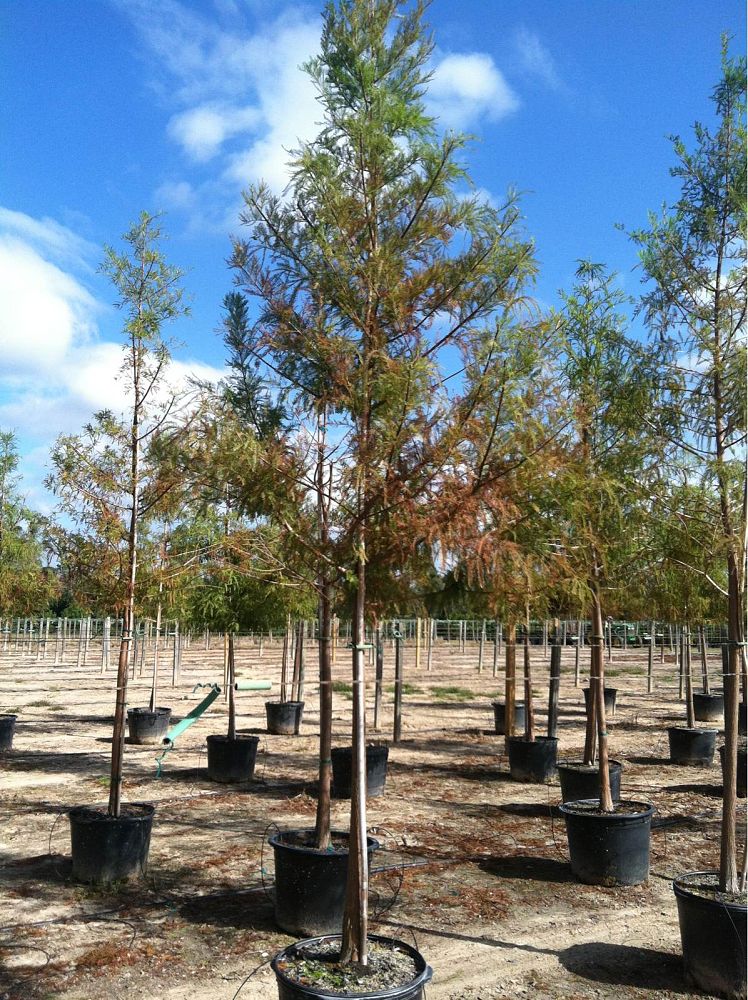 taxodium-distichum-bald-cypress