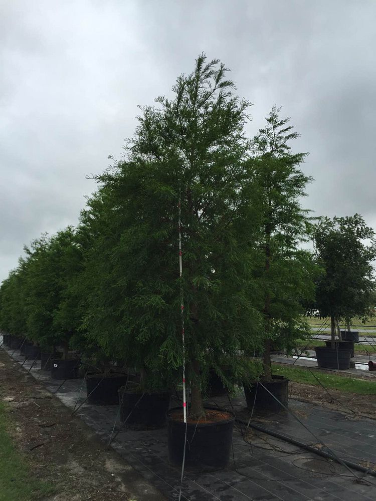 taxodium-distichum-bald-cypress