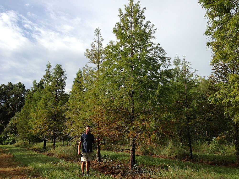 taxodium-distichum-bald-cypress