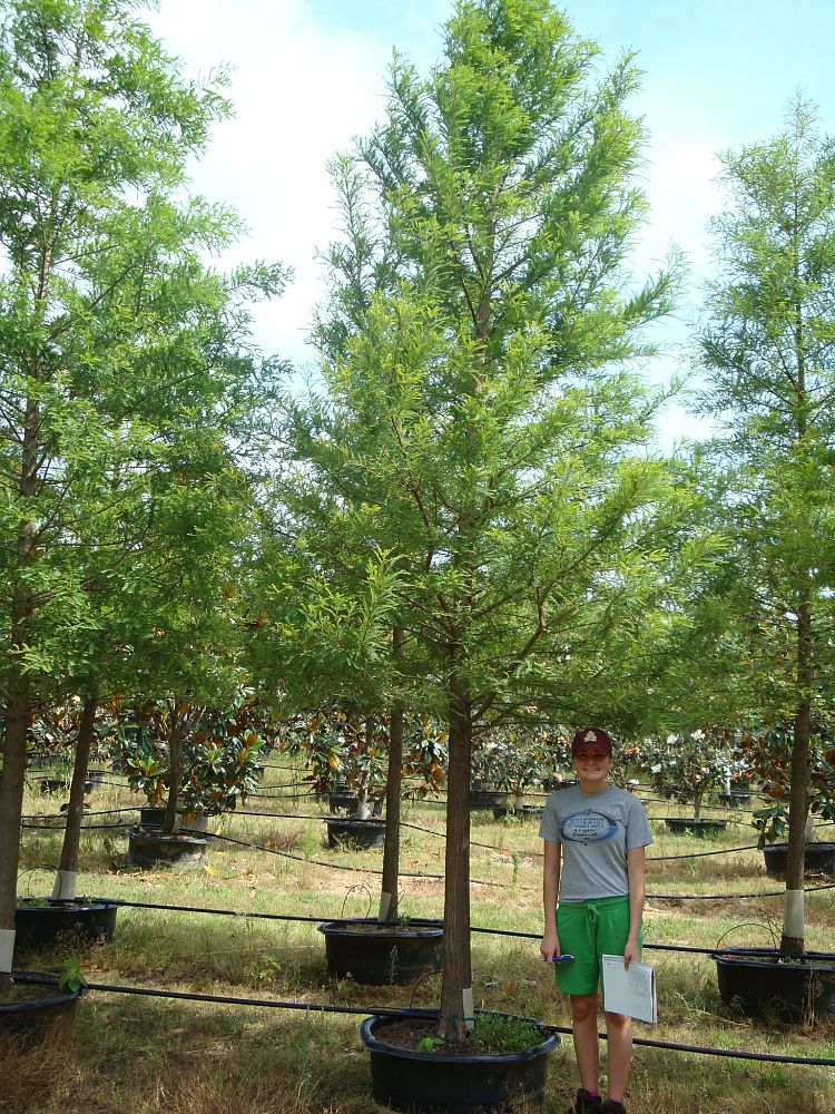 taxodium-distichum-bald-cypress