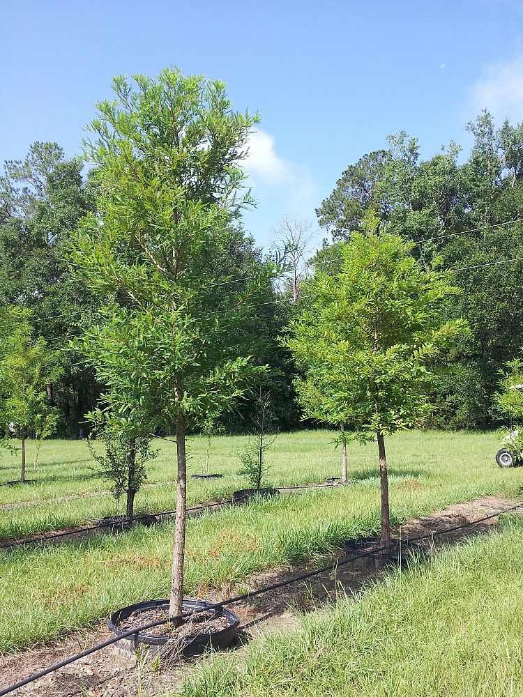 taxodium-distichum-bald-cypress