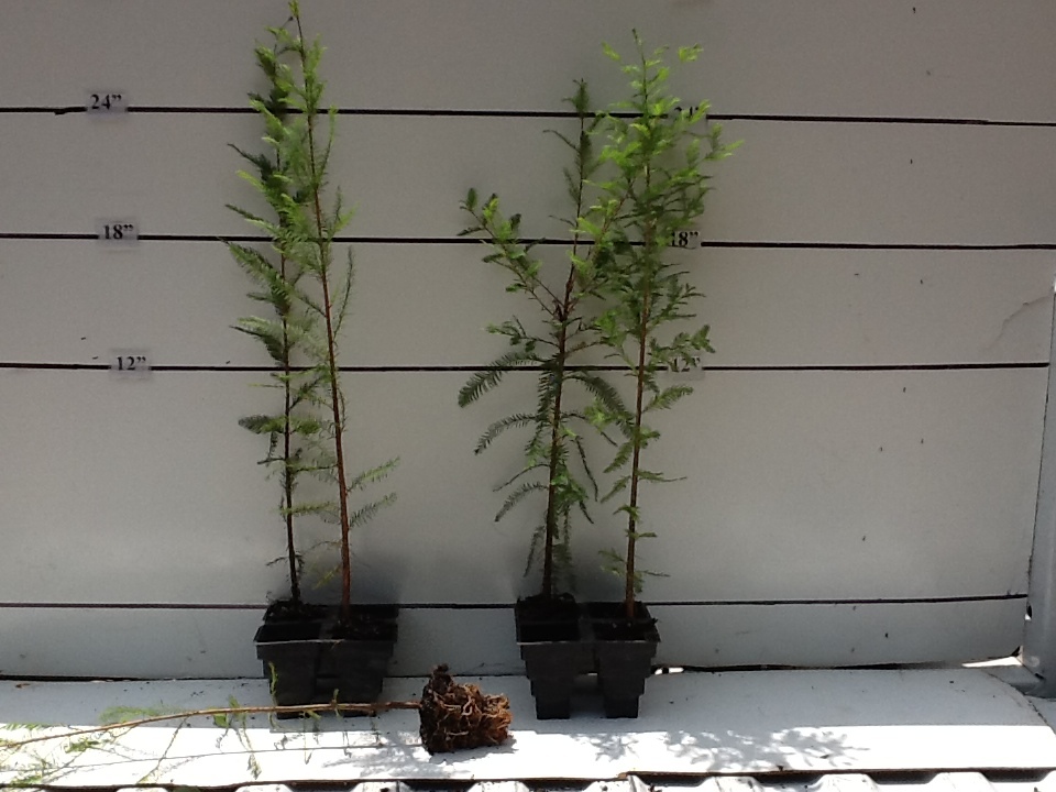 taxodium-distichum-bald-cypress
