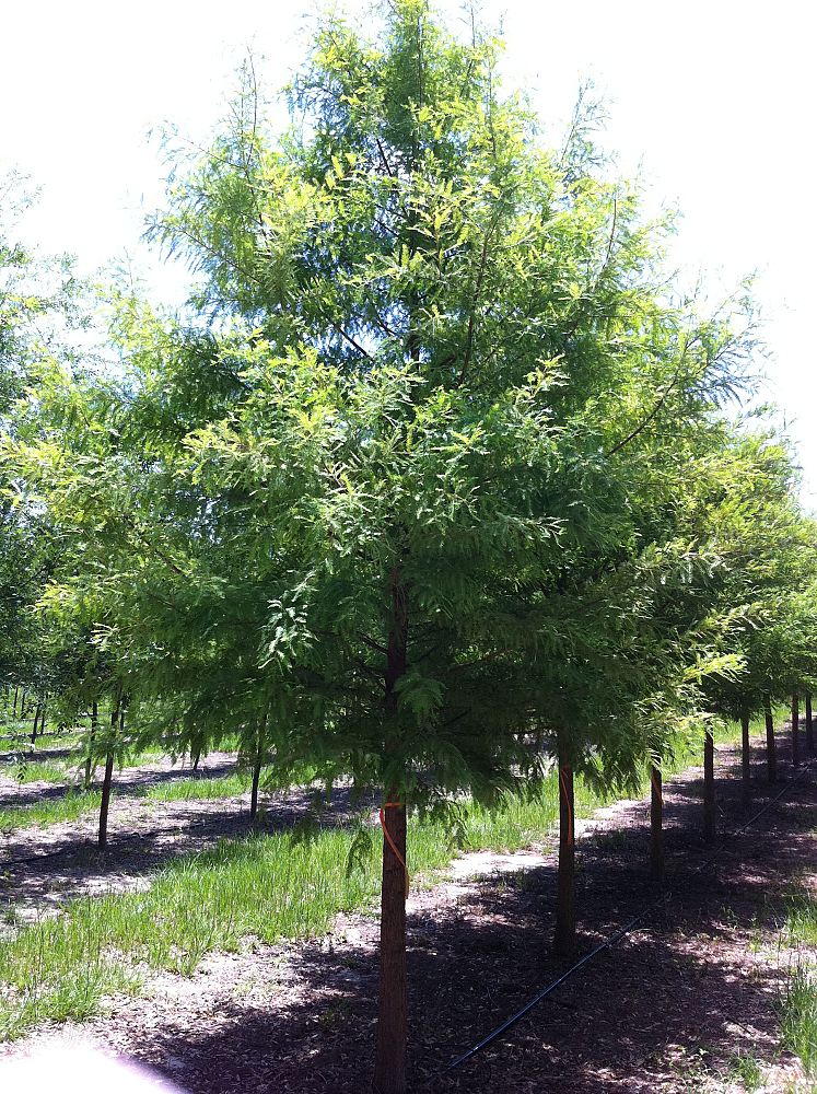 taxodium-distichum-bald-cypress