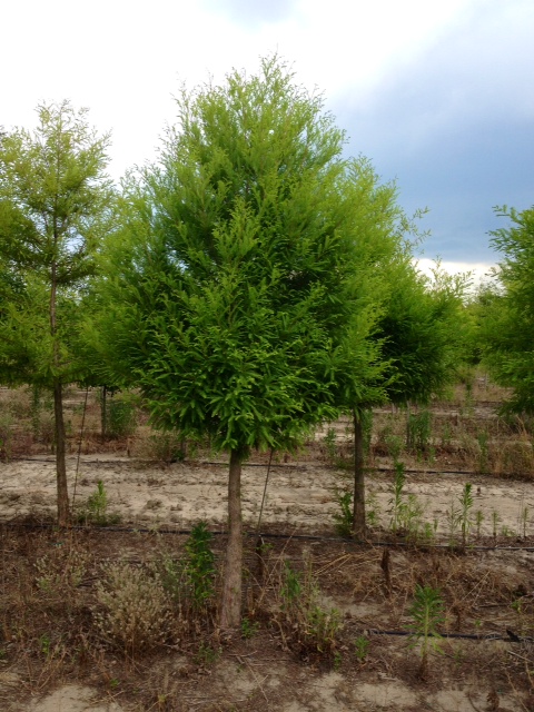 taxodium-distichum-bald-cypress