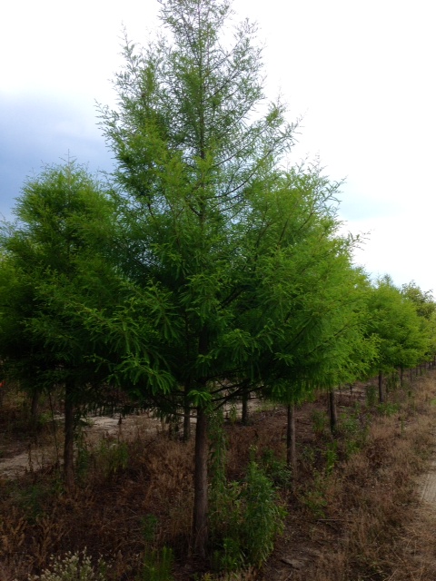 taxodium-distichum-bald-cypress