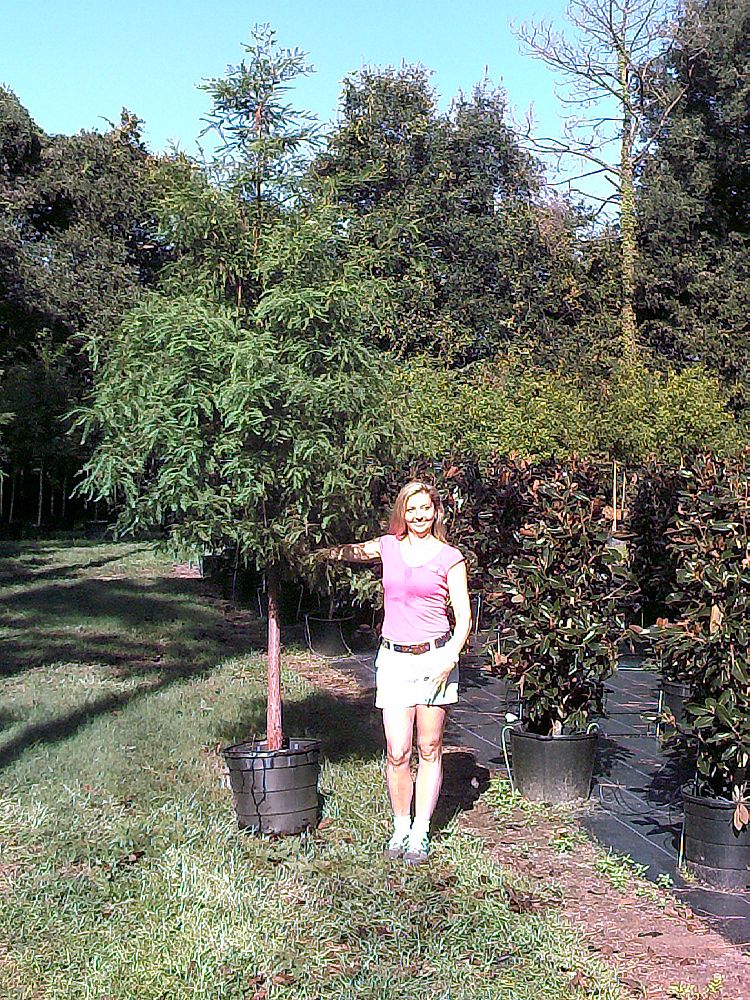 taxodium-distichum-bald-cypress