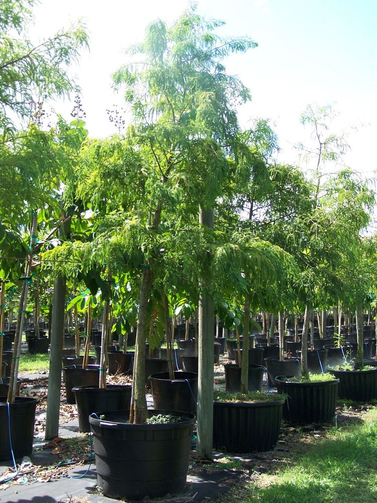 taxodium-distichum-bald-cypress