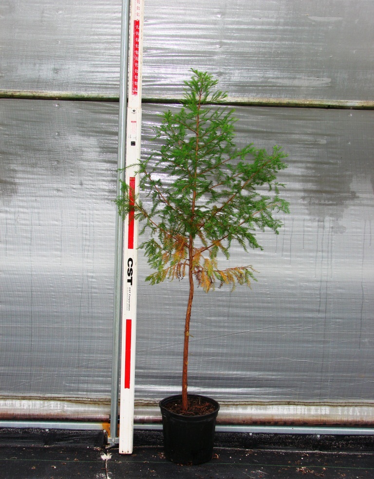 taxodium-distichum-bald-cypress