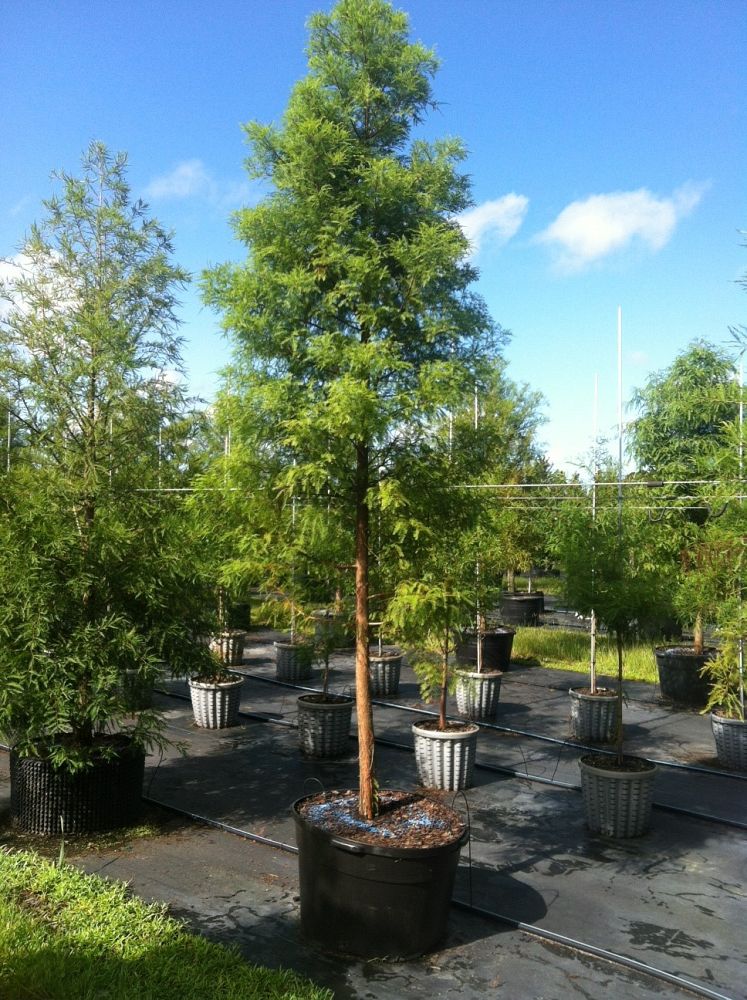 taxodium-distichum-bald-cypress