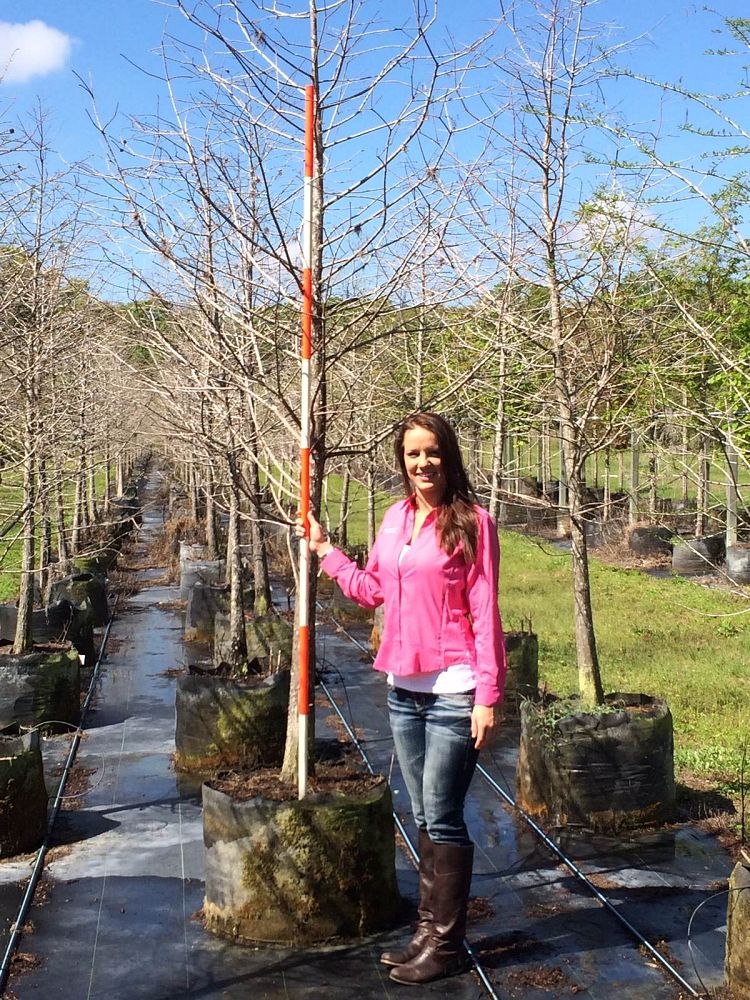taxodium-distichum-bald-cypress