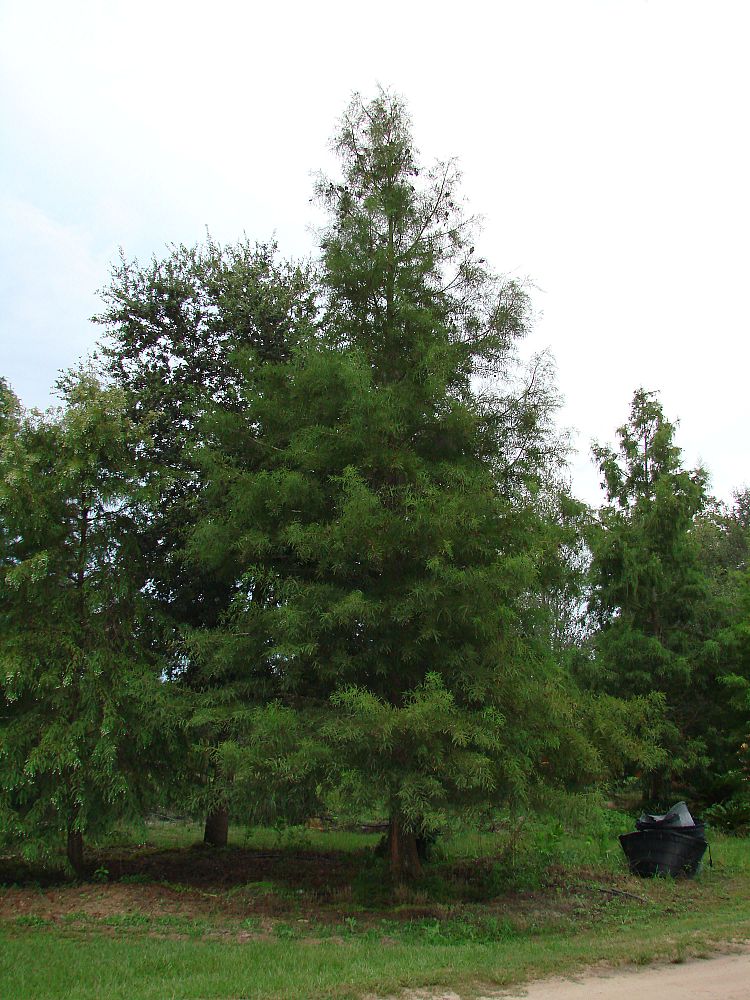 taxodium-distichum-bald-cypress