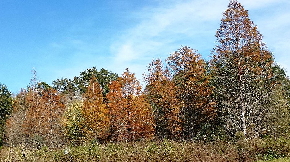 taxodium-distichum-bald-cypress