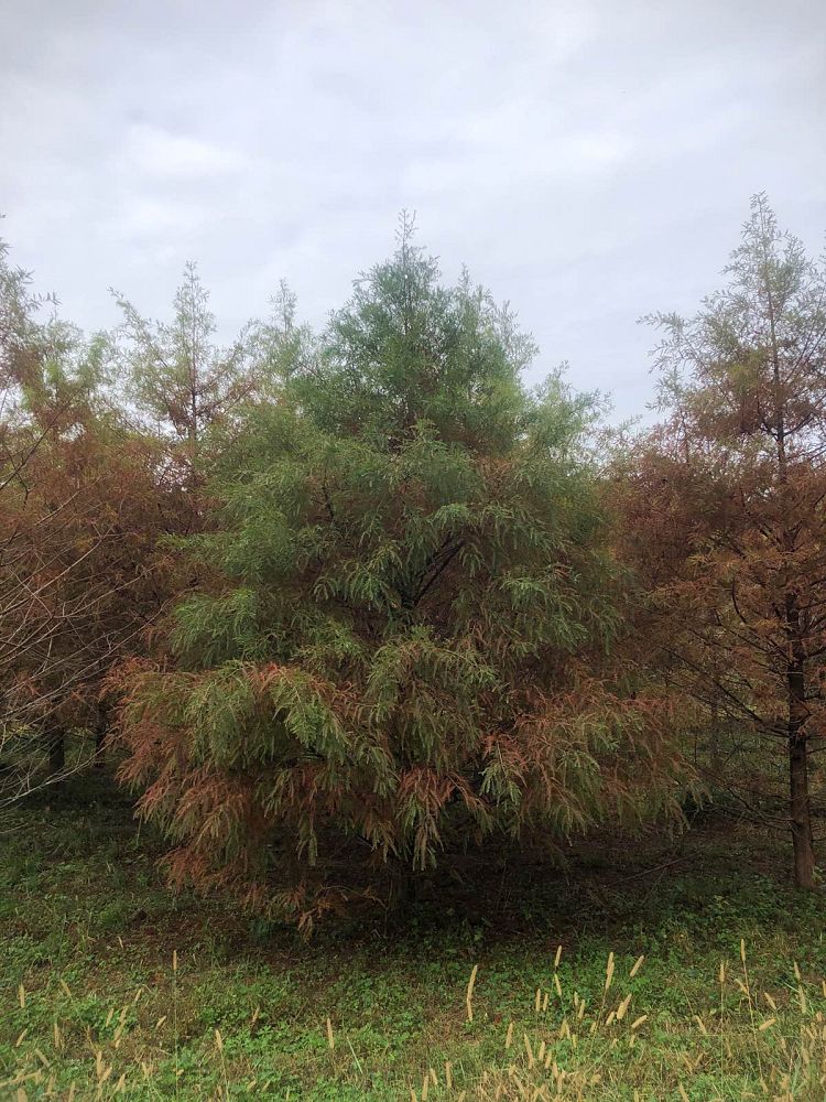 taxodium-distichum-bald-cypress