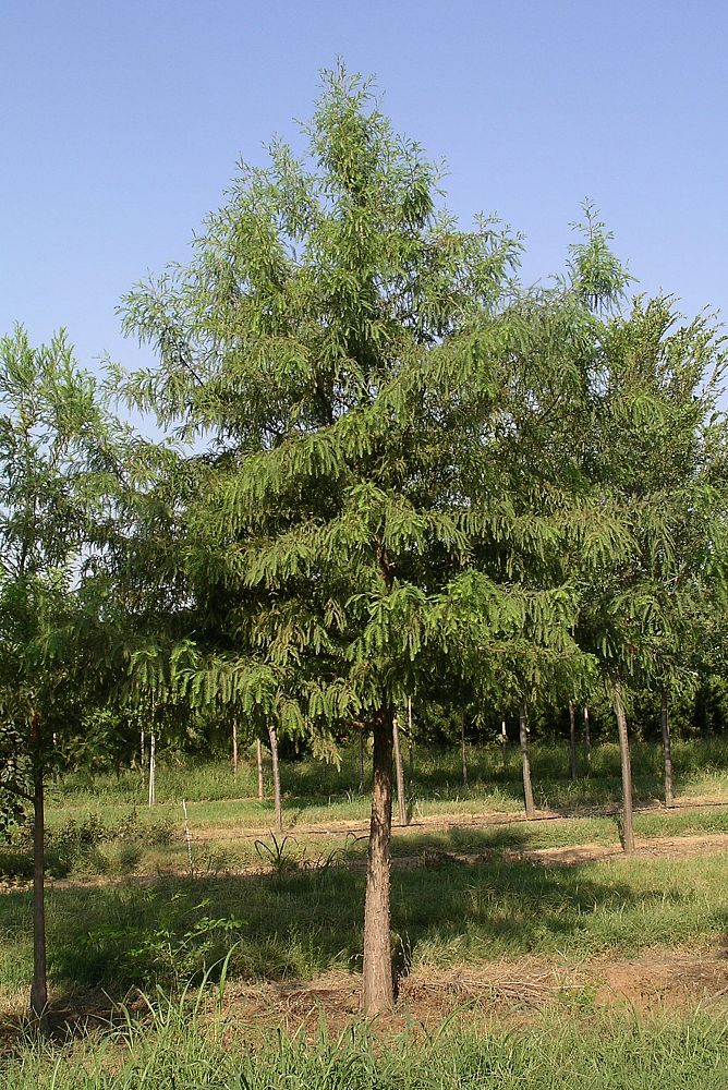 taxodium-distichum-bald-cypress