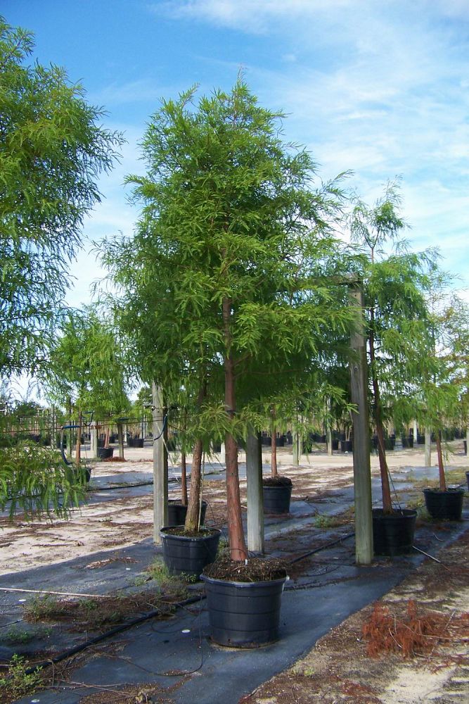 taxodium-distichum-bald-cypress