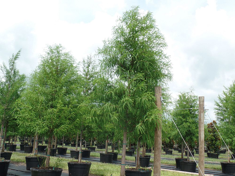 taxodium-distichum-bald-cypress