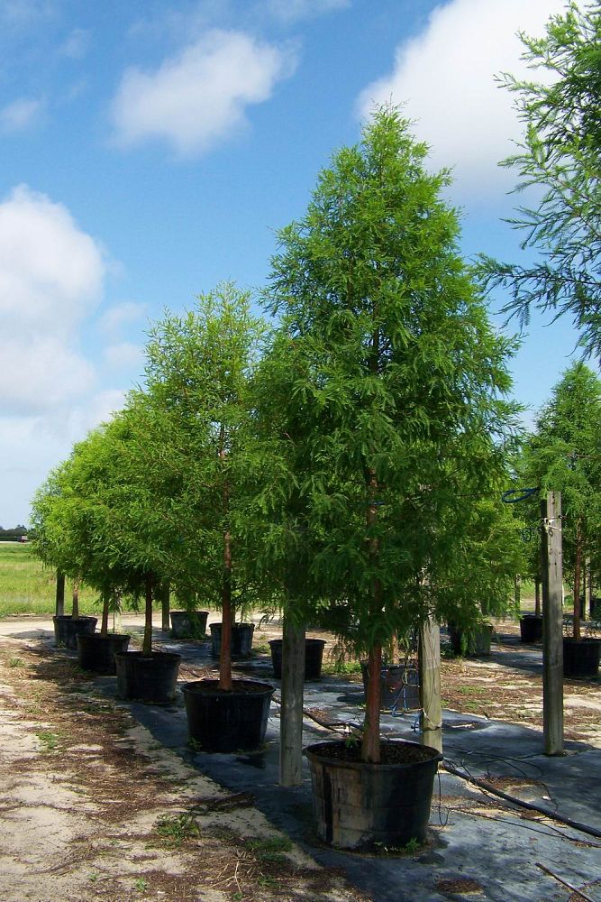taxodium-distichum-bald-cypress