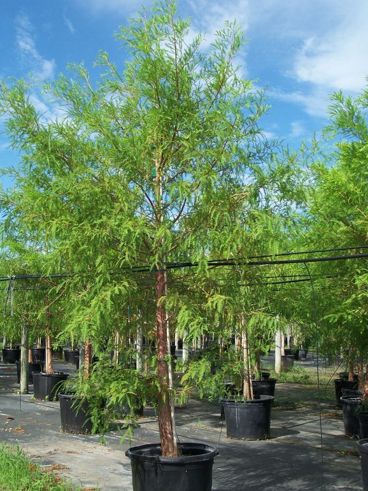 taxodium-distichum-bald-cypress