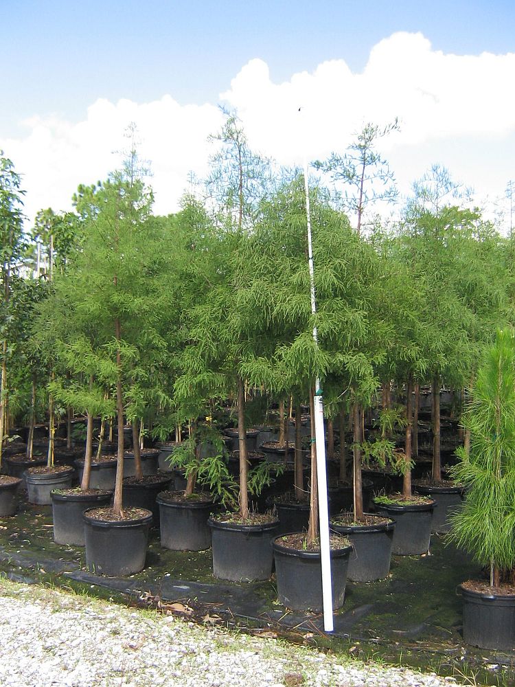 taxodium-distichum-bald-cypress