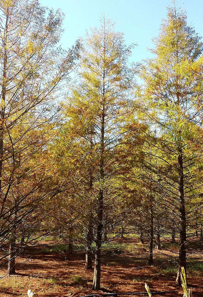 taxodium-distichum-bald-cypress