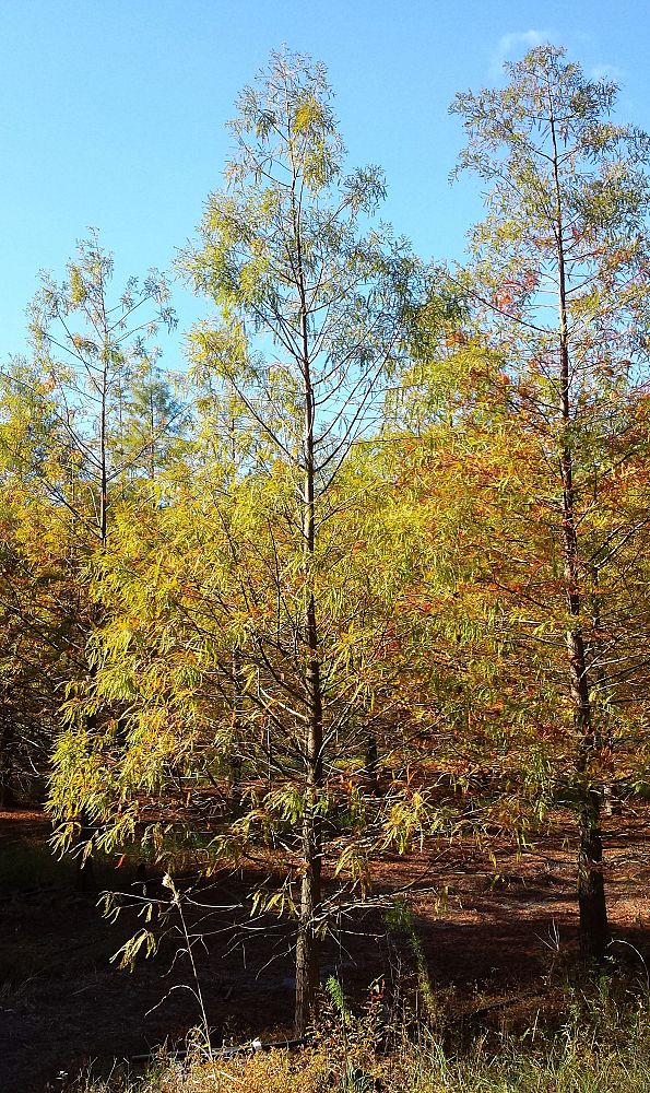 taxodium-distichum-bald-cypress