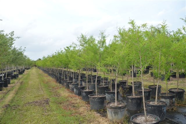 taxodium-distichum-bald-cypress