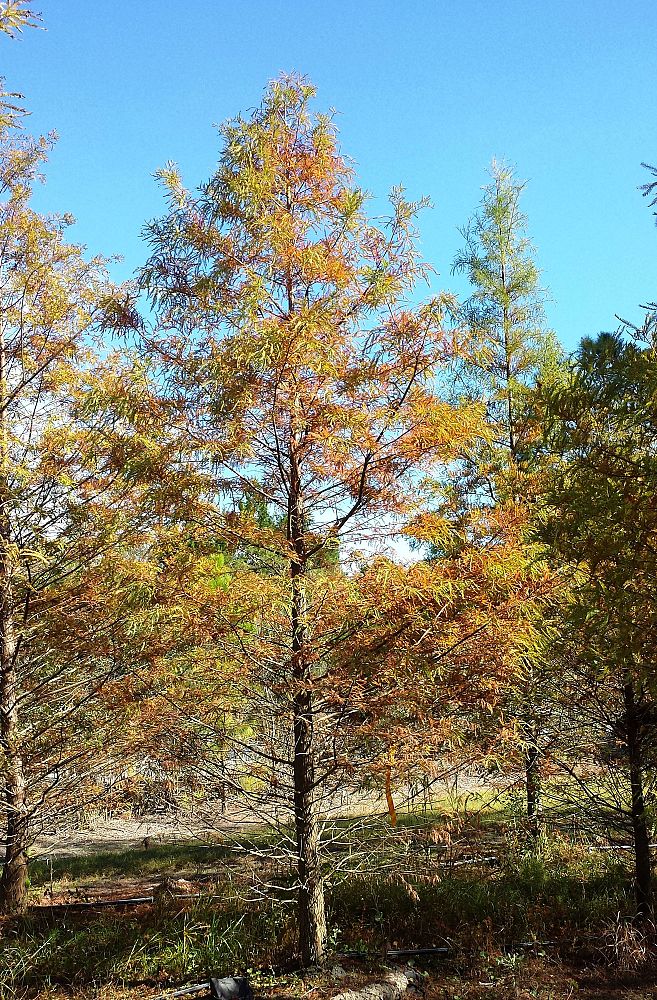 taxodium-distichum-bald-cypress