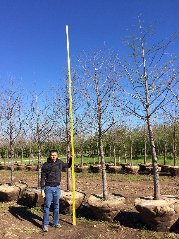 taxodium-distichum-bald-cypress