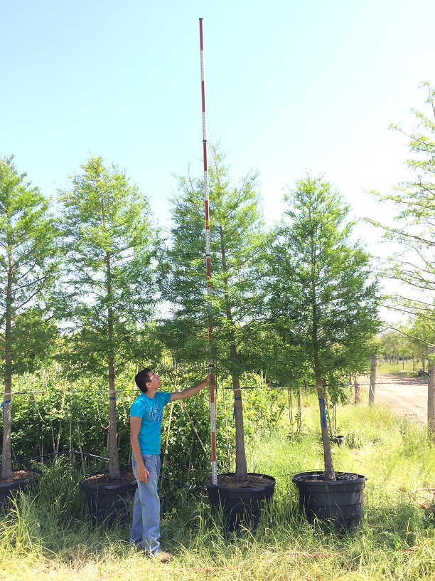 taxodium-distichum-bald-cypress