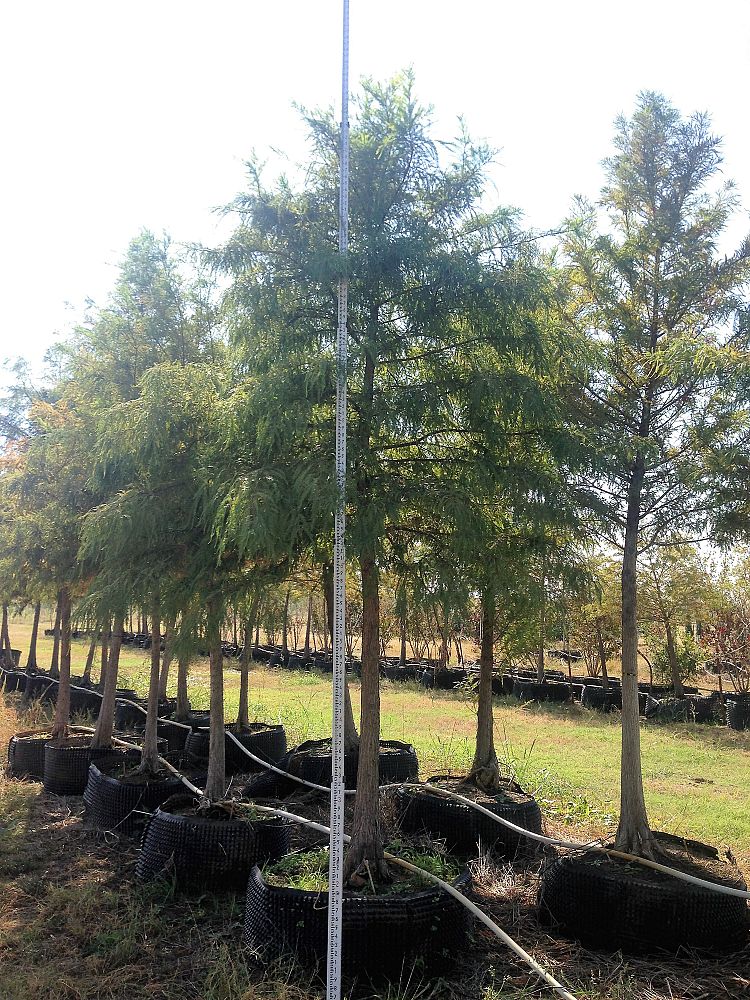 taxodium-distichum-bald-cypress