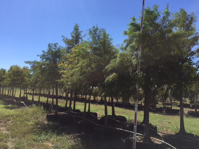 taxodium-distichum-bald-cypress