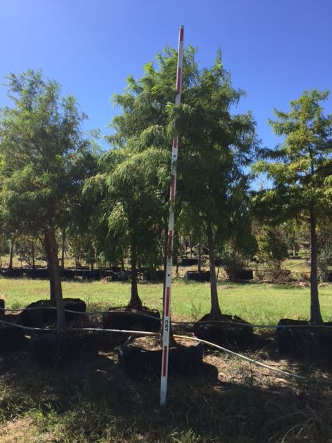 taxodium-distichum-bald-cypress