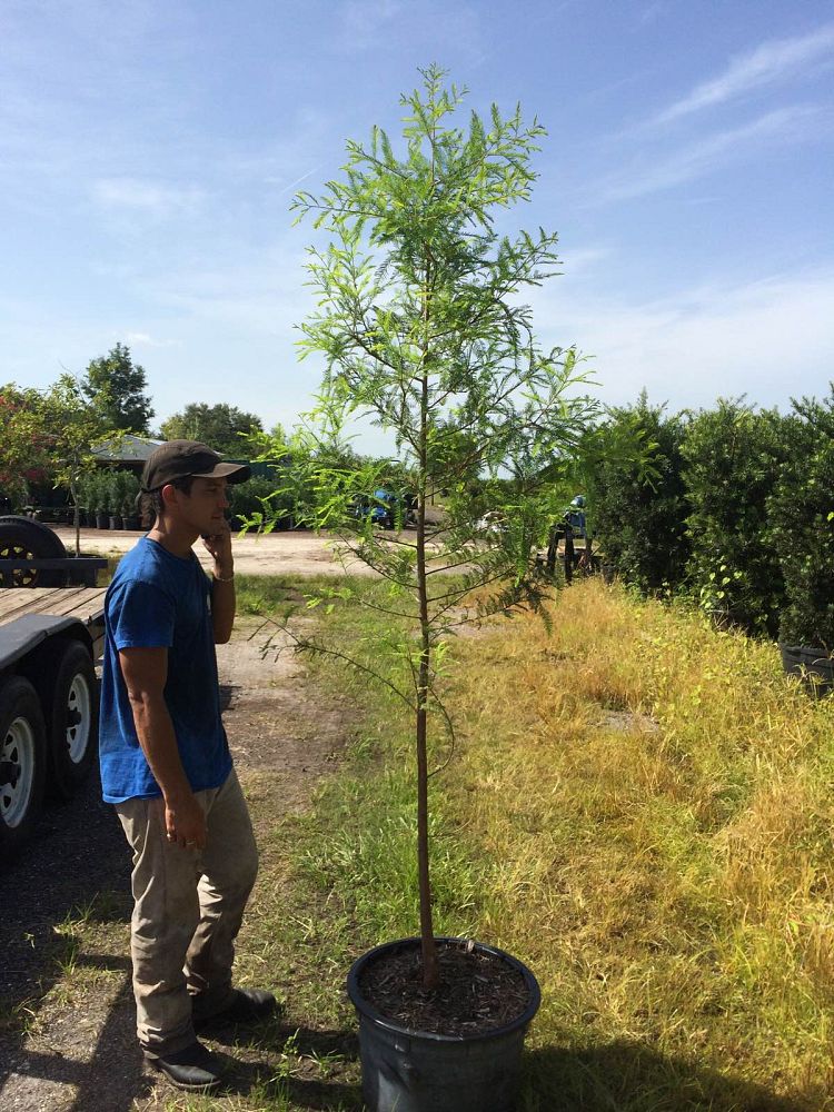 taxodium-distichum-bald-cypress