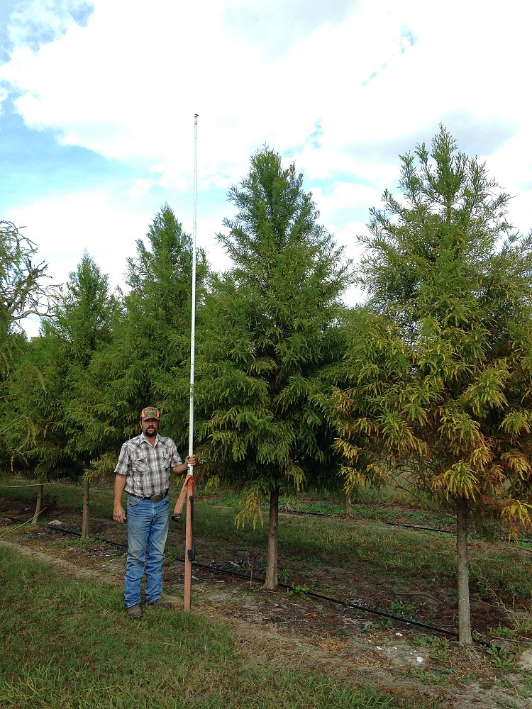 taxodium-distichum-bald-cypress