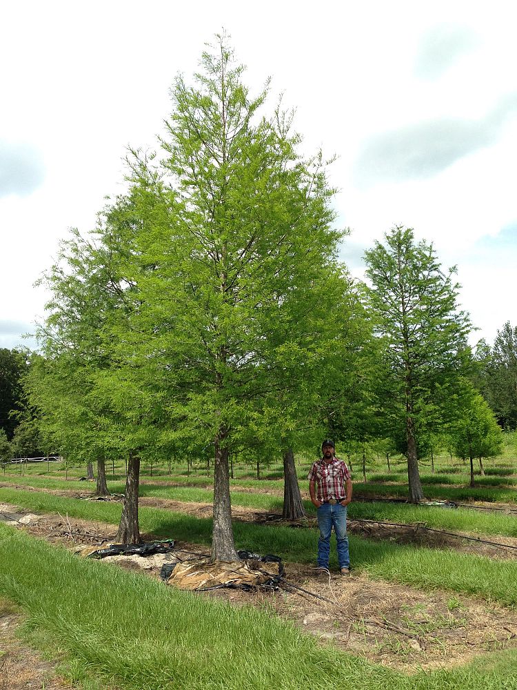 taxodium-distichum-bald-cypress